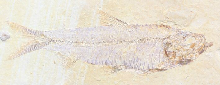Detailed, Knightia Fossil Fish - Wyoming #42403